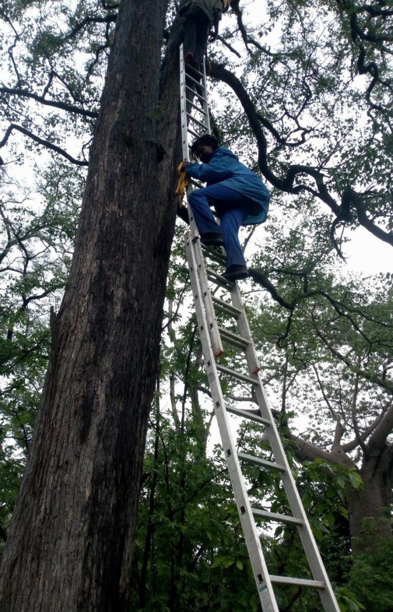 person on a ladder in a tree