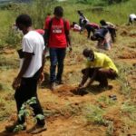 youths plant trees
